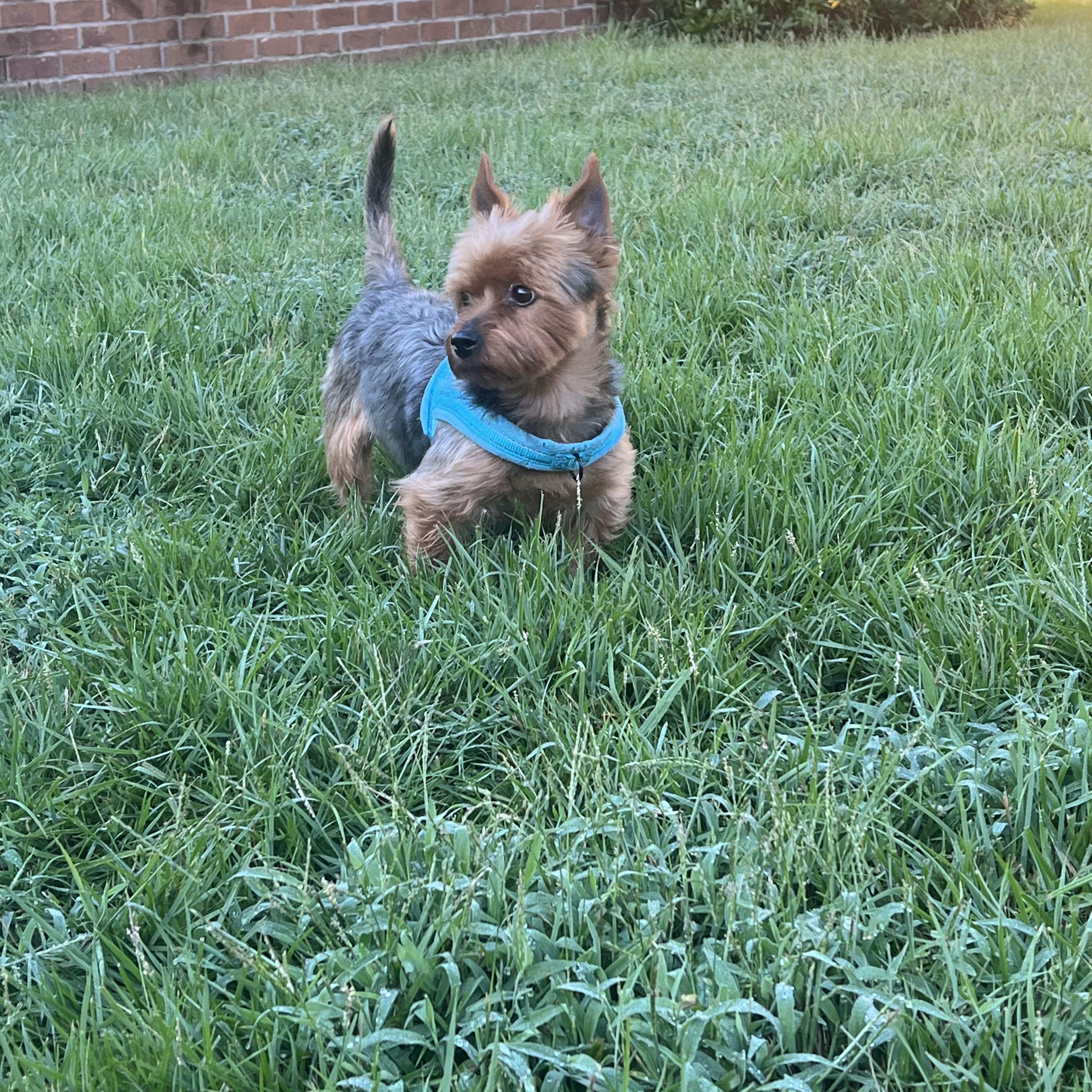 Enlarge Buddy, a Adopted Yorkshire Terrier in Mobile , AL image 3/4