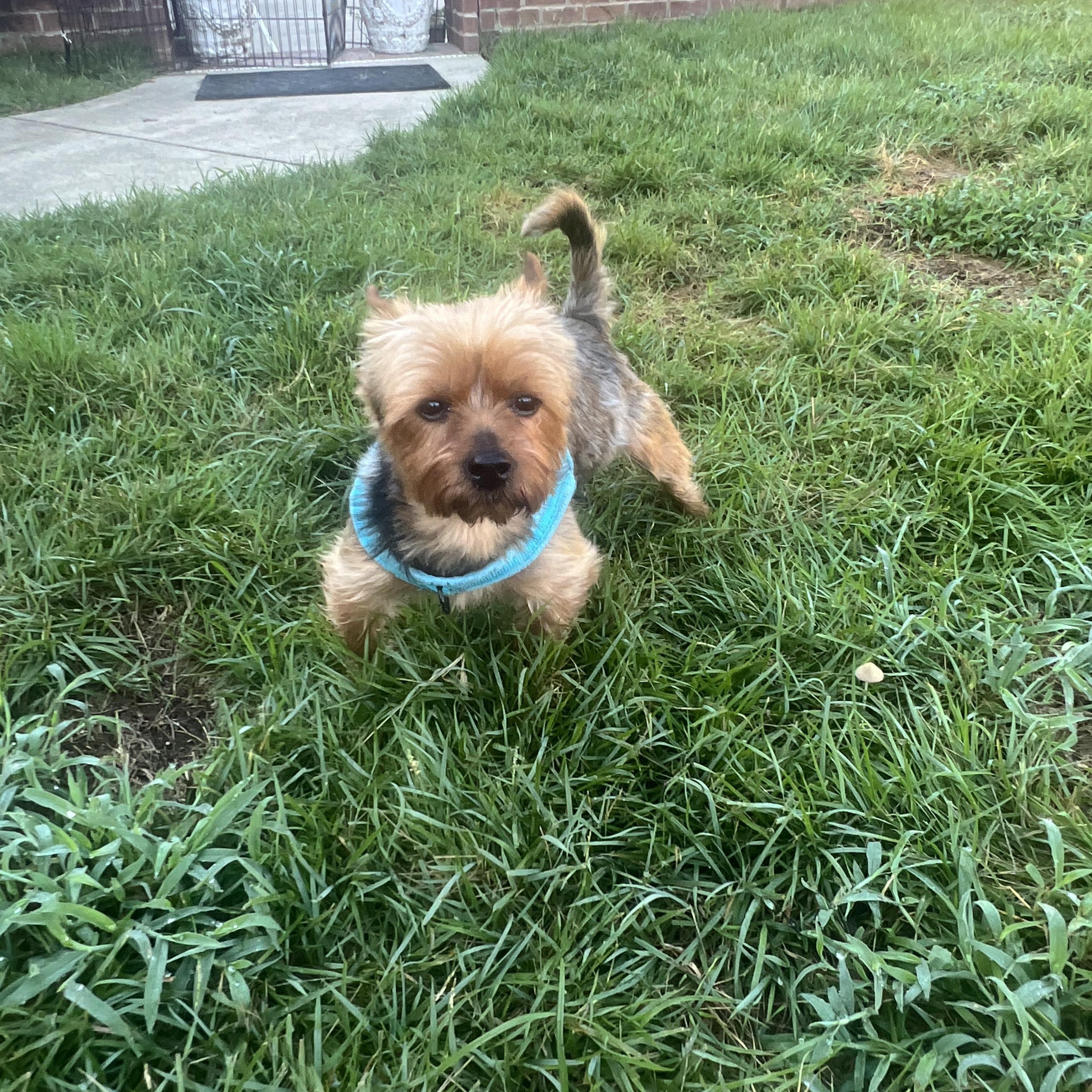 Enlarge Buddy, a Adopted Yorkshire Terrier in Mobile , AL image 4/4