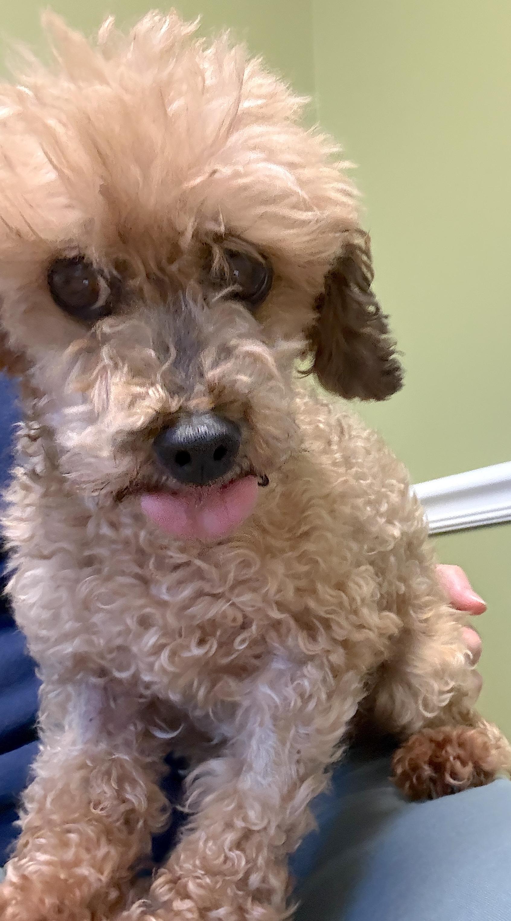 Deliah, a ADOPTABLE Miniature Poodle in Mount Airy, NC image 5/5