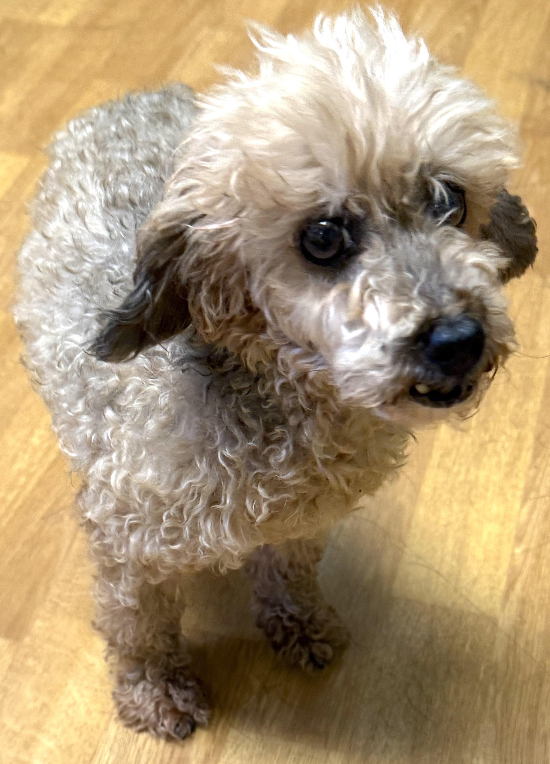 Deliah, a ADOPTABLE Miniature Poodle in Mount Airy, NC image 3/5