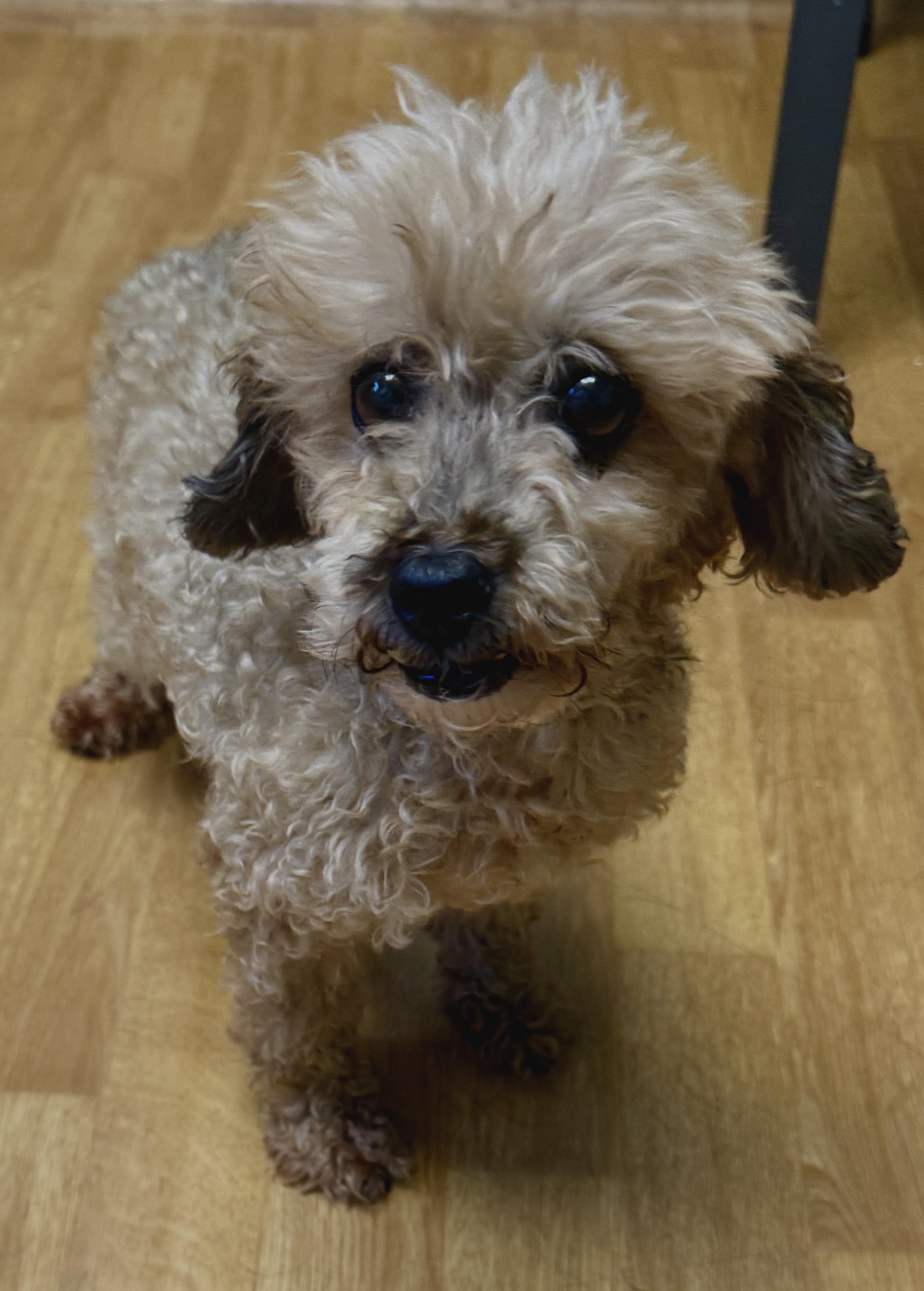 Deliah, a ADOPTABLE Miniature Poodle in Mount Airy, NC image 2/5