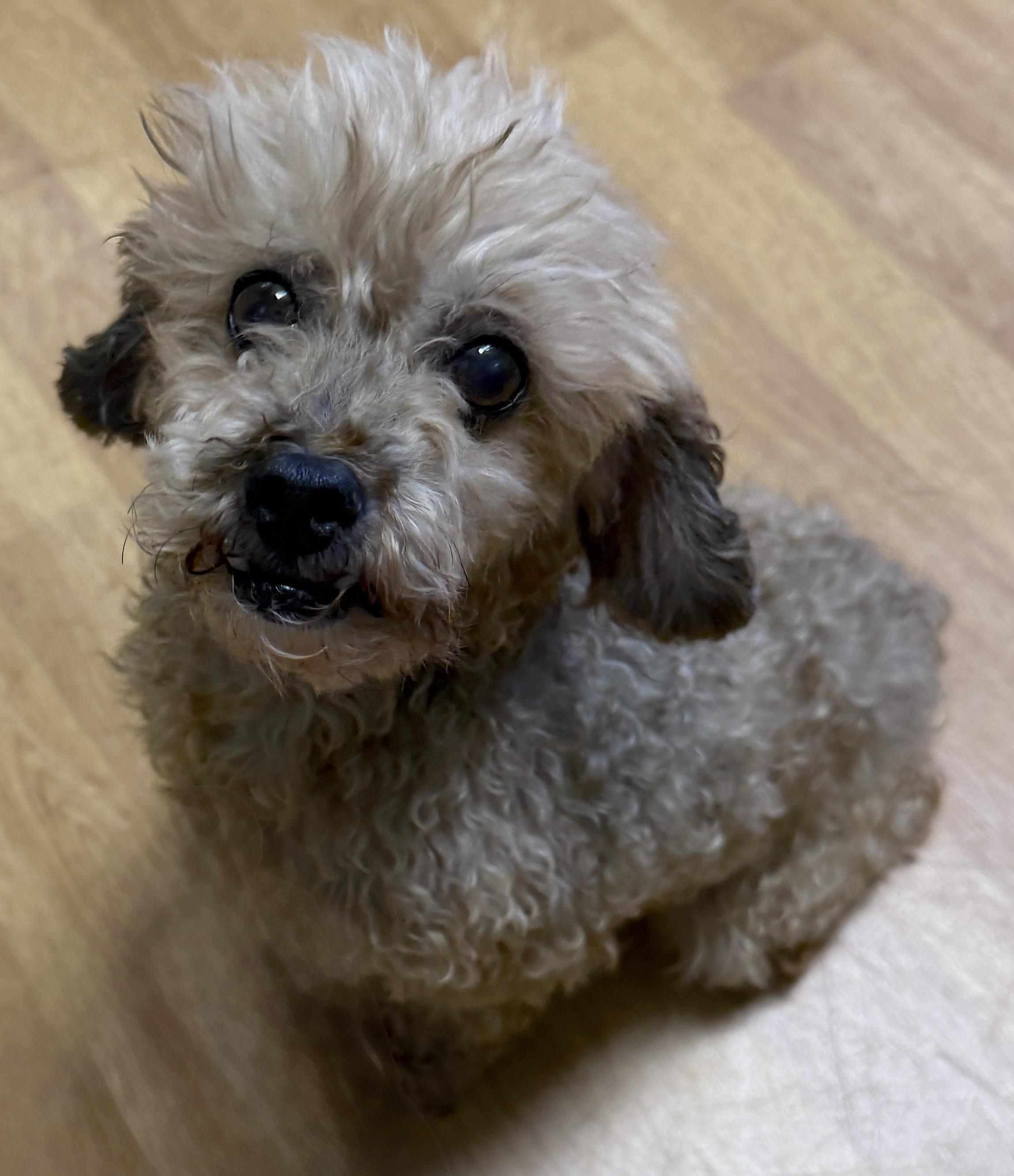 Deliah, a ADOPTABLE Miniature Poodle in Mount Airy, NC image 1/5