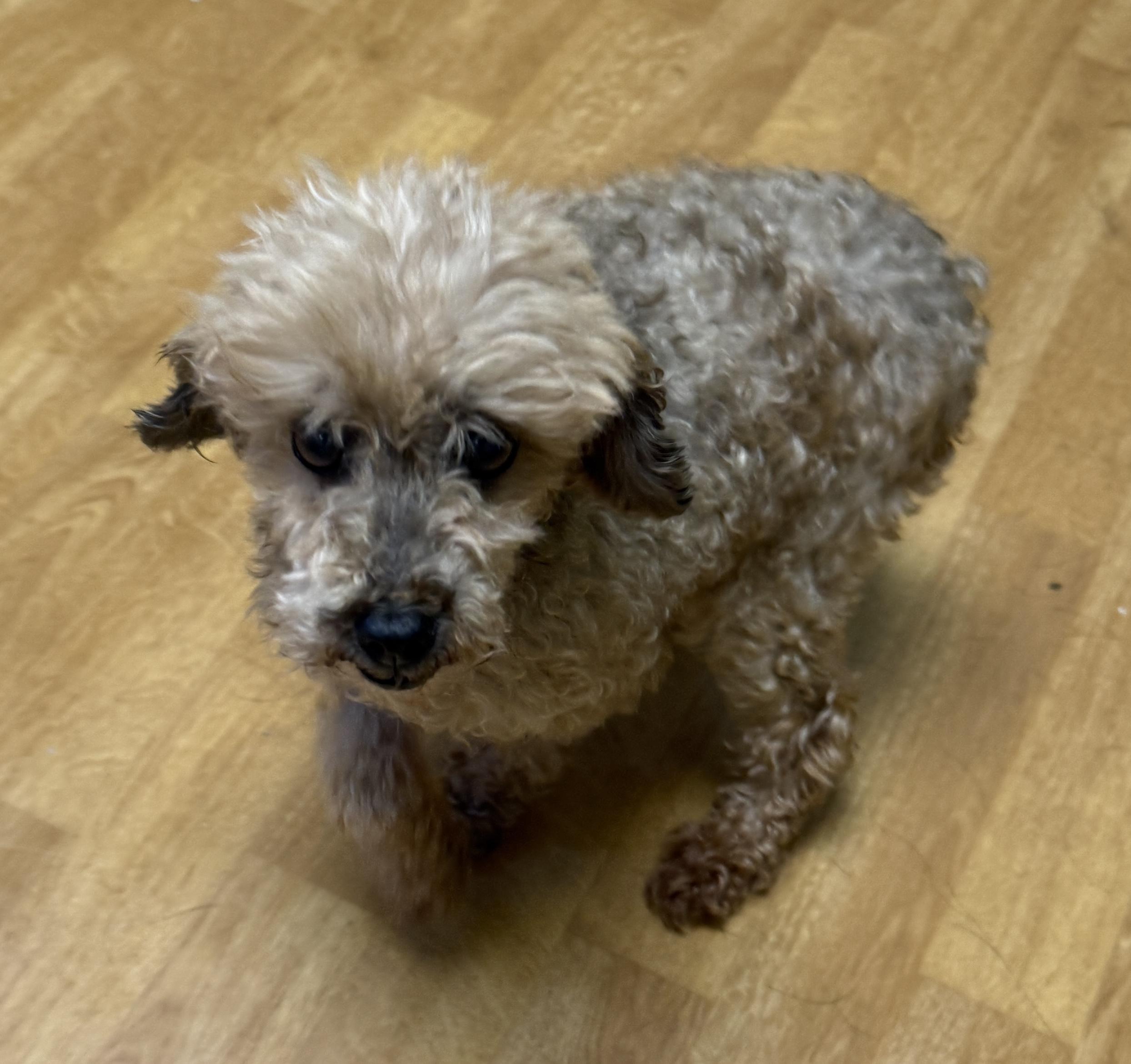 Deliah, a ADOPTABLE Miniature Poodle in Mount Airy, NC image 4/5