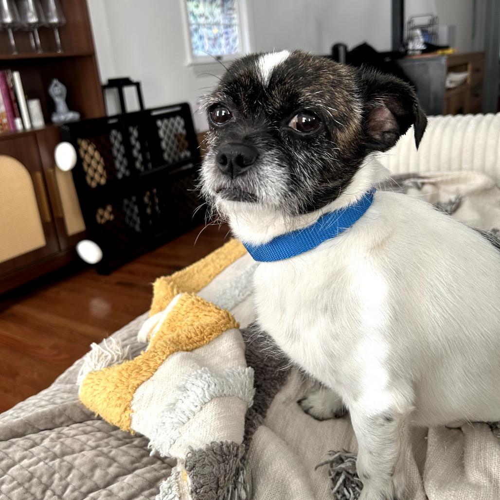 Enlarge Tussle, a Adoptable Mixed Breed in Medford, NJ image 2/5