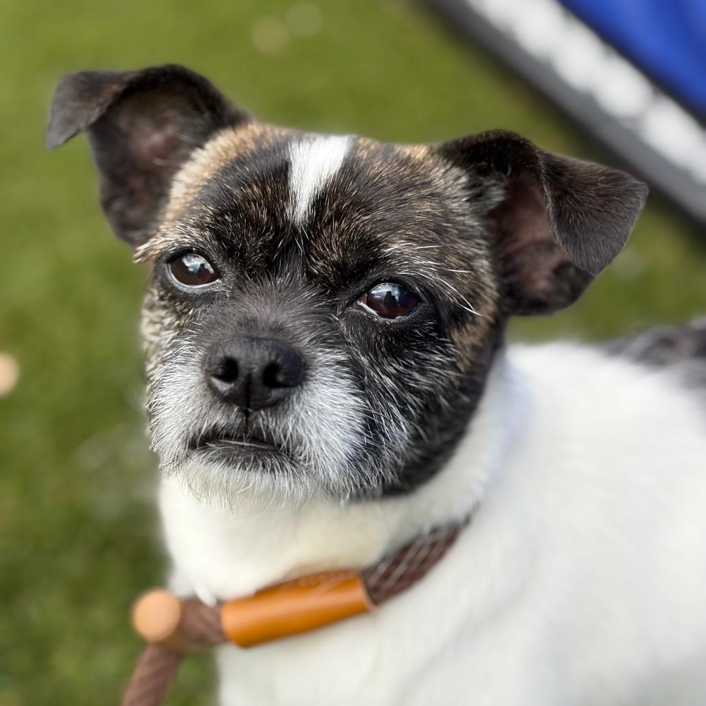 Tussle, Adoptable, Adult Male Mixed Breed.