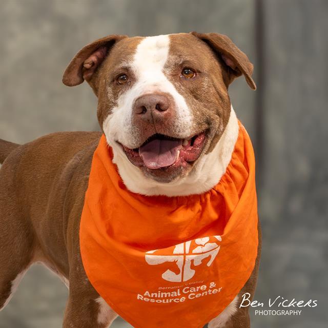 GARY, Adoptable, Adult Male Pit Bull Terrier & Mixed Breed.