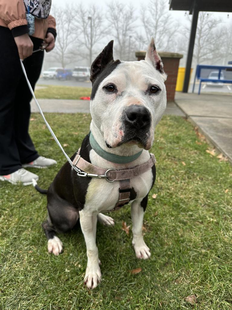 Panda, Adoptable, Adult Female American Staffordshire Terrier.