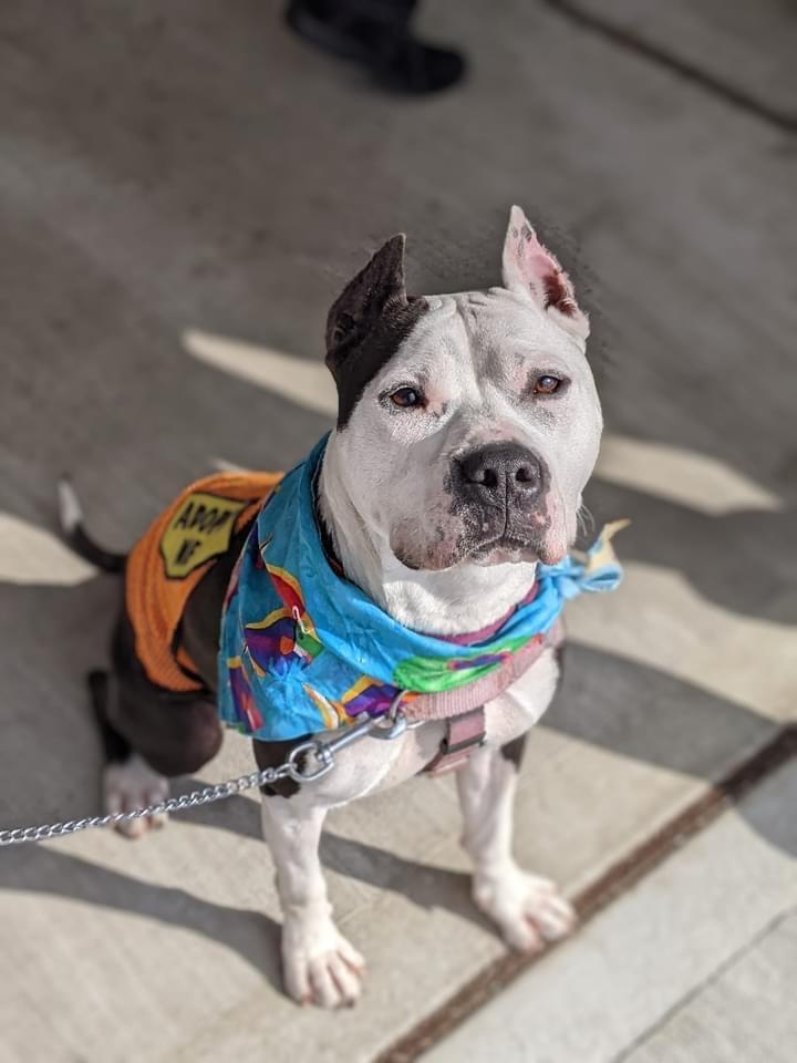Enlarge Panda, a Adoptable American Staffordshire Terrier in Ewing, NJ image 2/6
