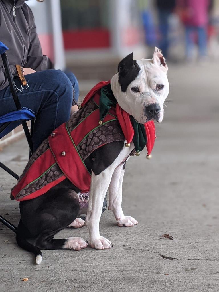 Enlarge Panda, a Adoptable American Staffordshire Terrier in Ewing, NJ image 4/6