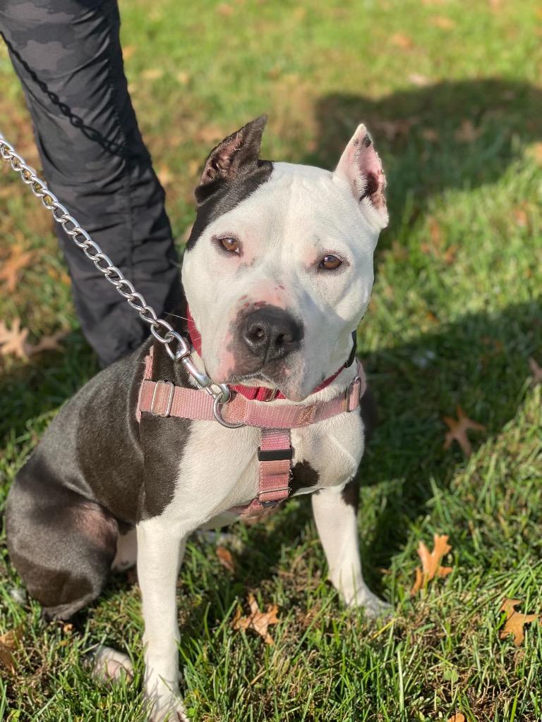 Enlarge Panda, a Adoptable American Staffordshire Terrier in Ewing, NJ image 4/6