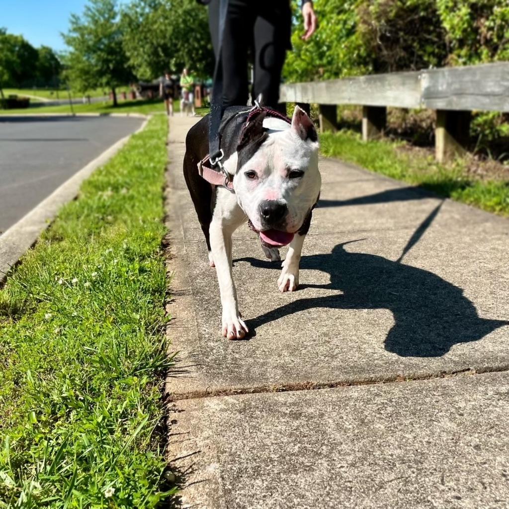 Enlarge Panda, a Adoptable American Staffordshire Terrier in Ewing, NJ image 6/6