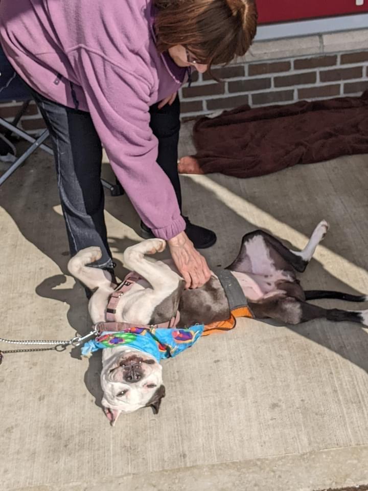 Enlarge Panda, a Adoptable American Staffordshire Terrier in Ewing, NJ image 6/6