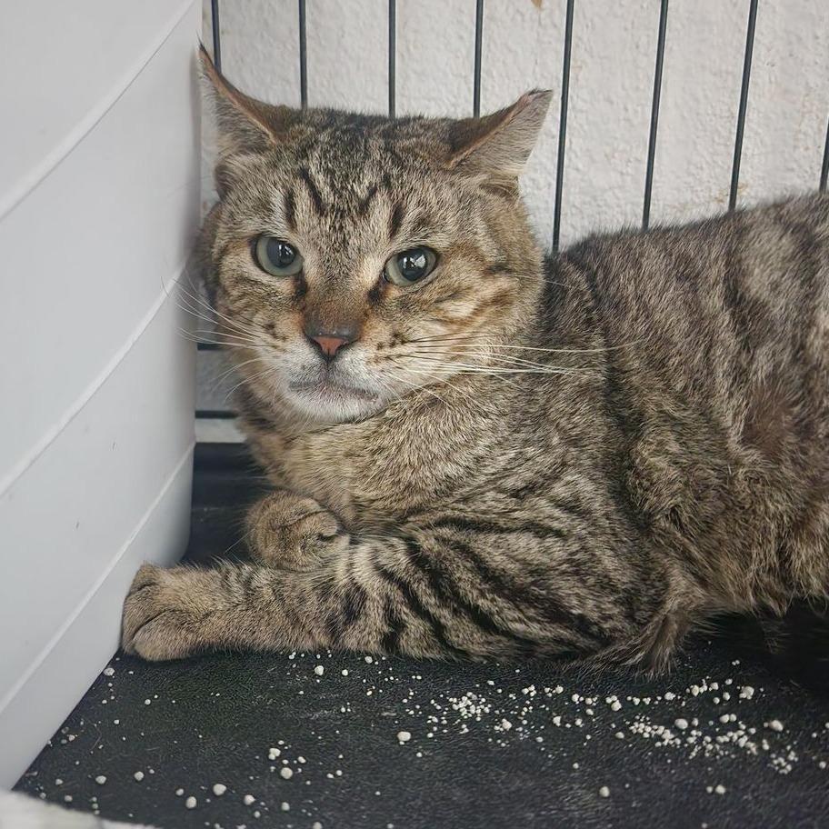 Sammy, Adoptable, Adult Male Domestic Short Hair.