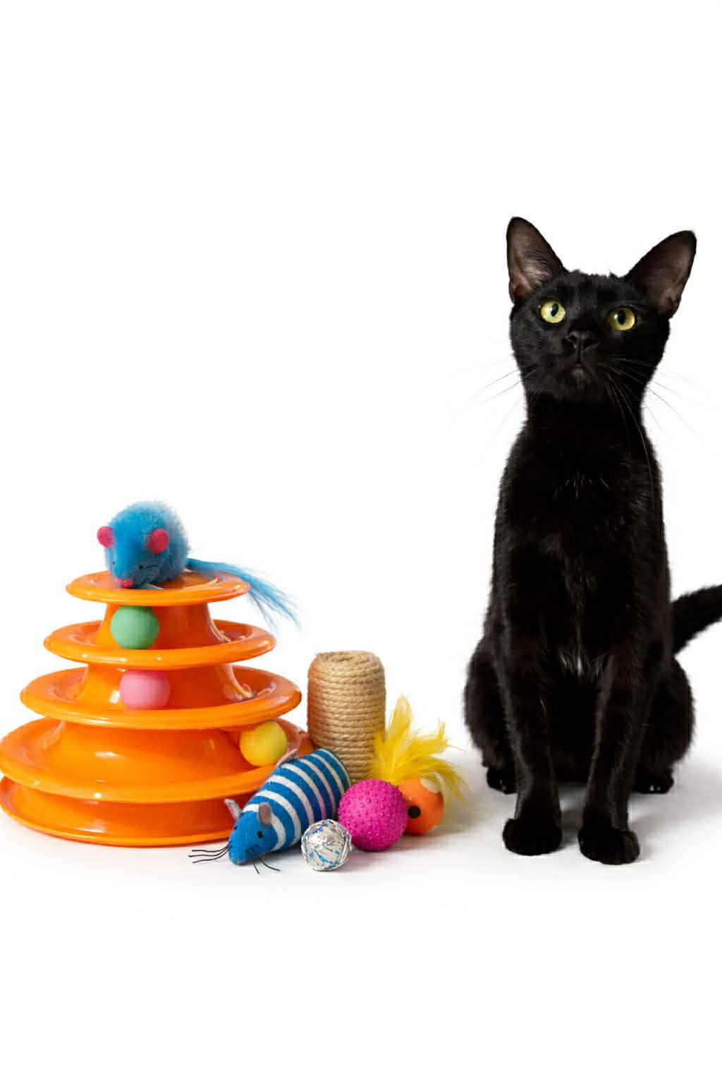 Pantera — thumbnail 2