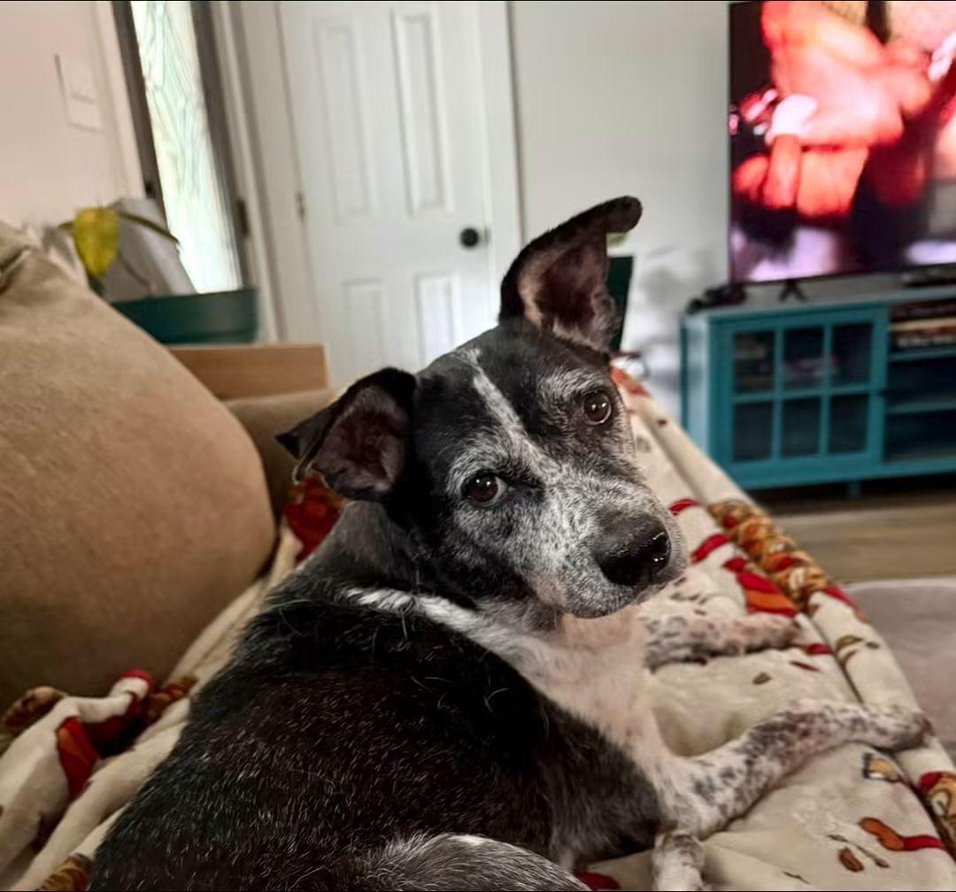 Catoosa, Adoptable, Adult Female Australian Cattle Dog / Blue Heeler.