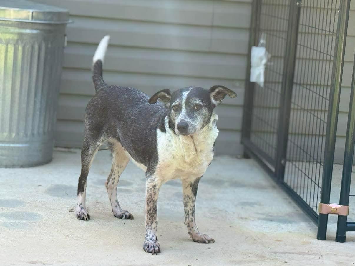 Enlarge Catoosa, a Adoptable Australian Cattle Dog / Blue Heeler in Calhoun, GA image 2/3