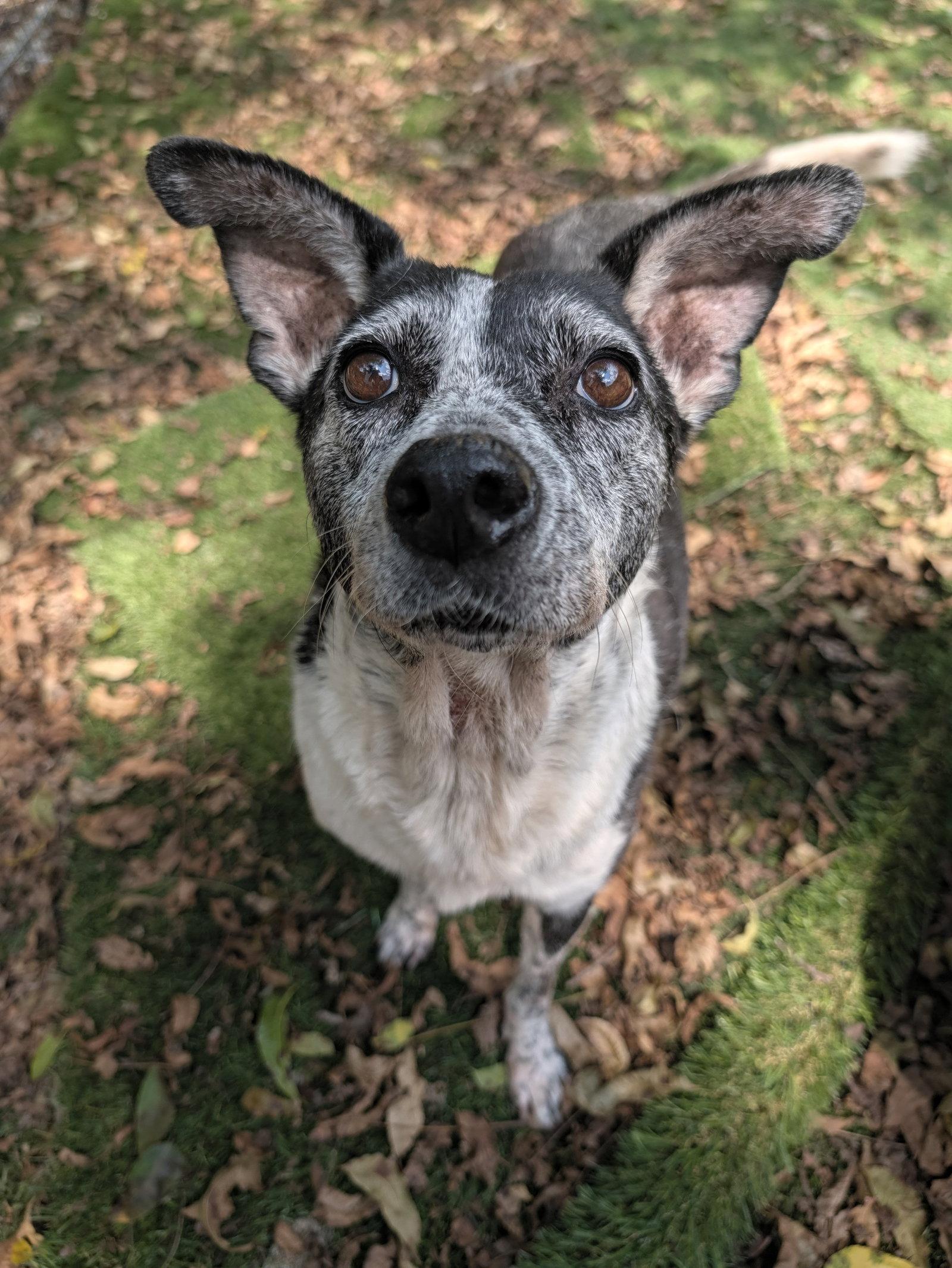 Enlarge Catoosa, a Adoptable Australian Cattle Dog / Blue Heeler in Calhoun, GA image 3/3