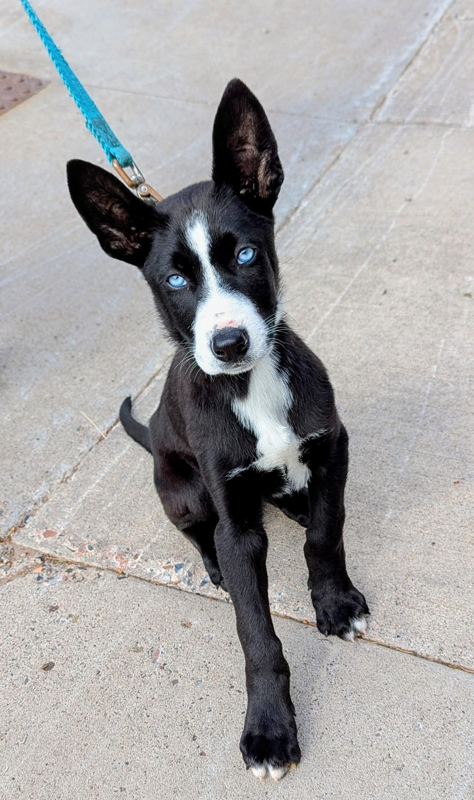 Sheldon, adopted, Puppy Male Mixed Breed.