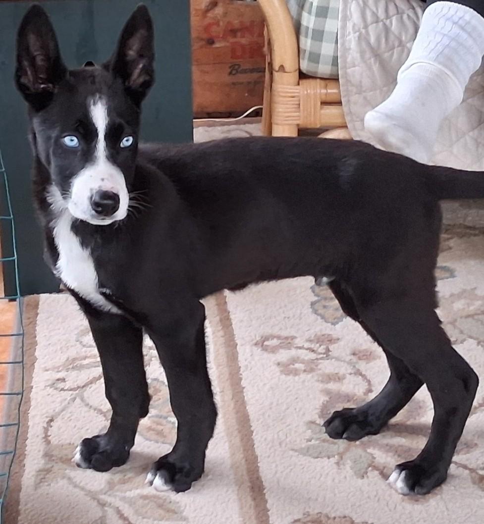 Enlarge Sheldon, an adopted mixed breed in Sandstone, MN image 2/2
