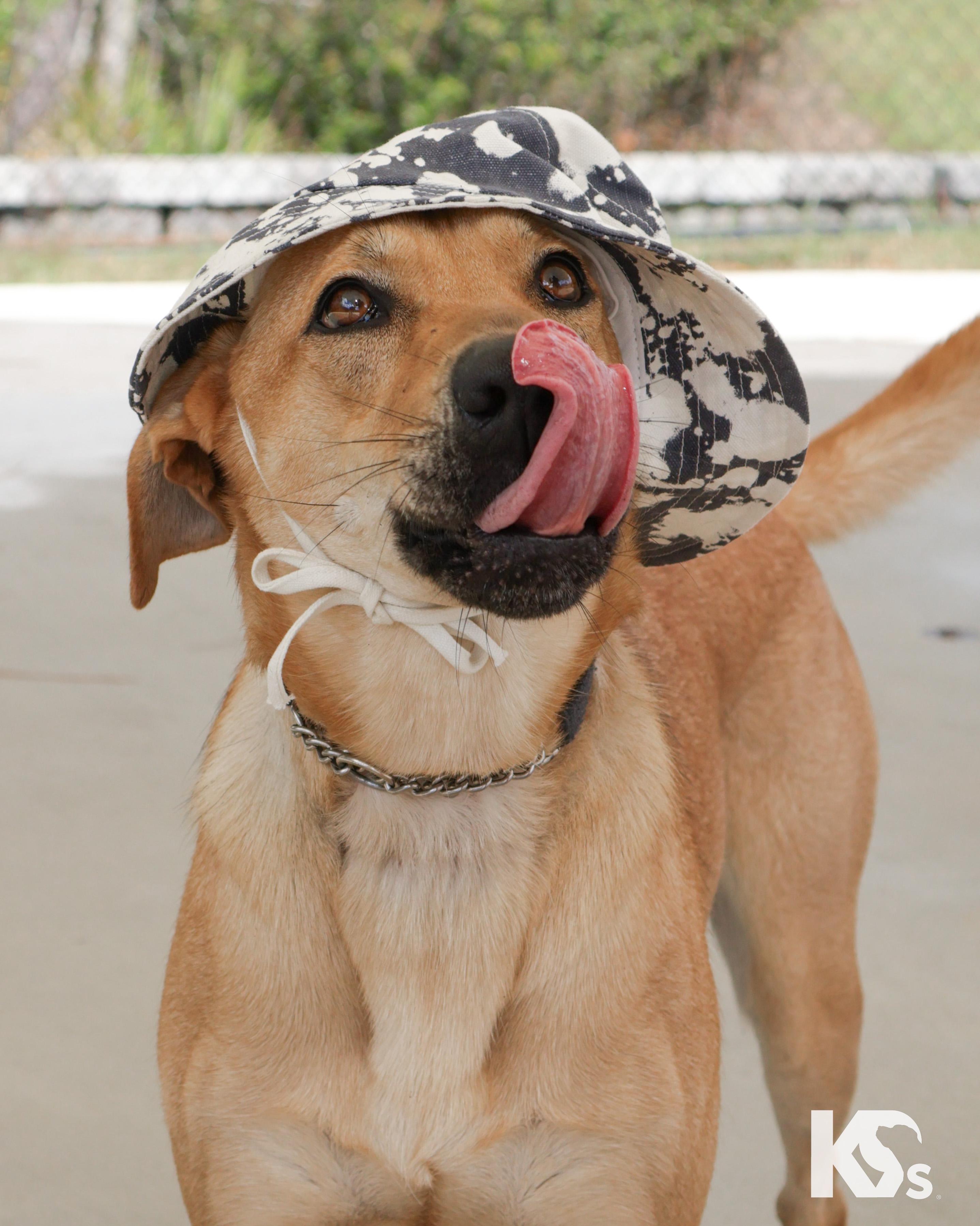 Daisy, Adoptable, Young Female Carolina Dog & Yellow Labrador Retriever.