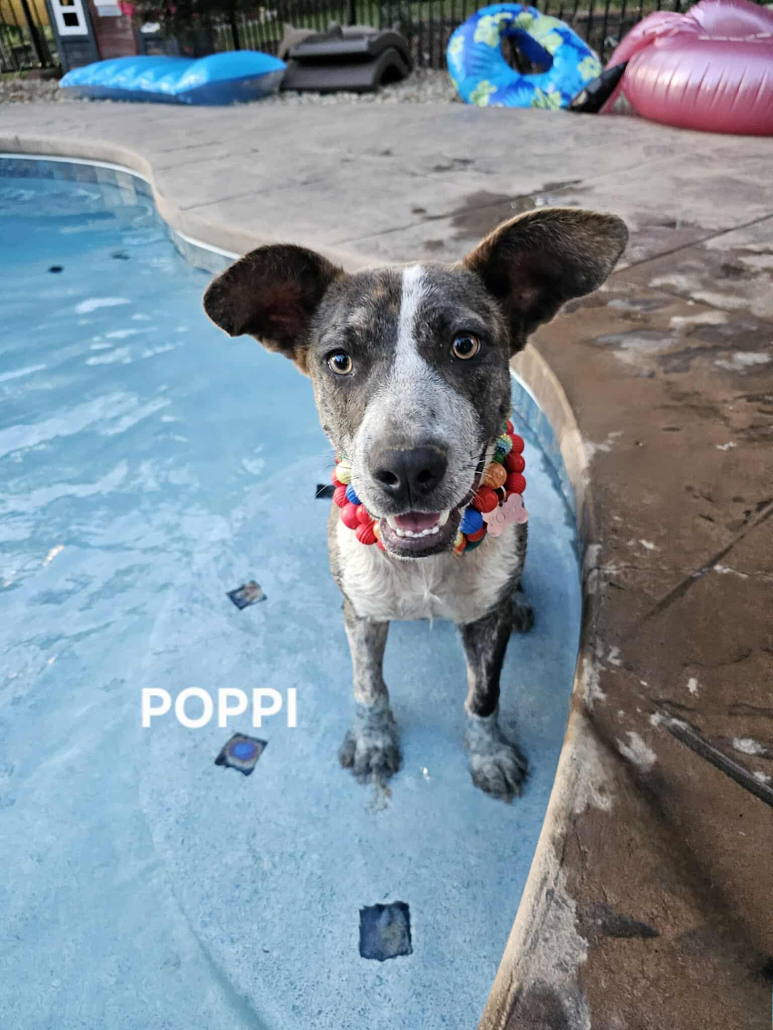 Poppi Australian Cattle Dog / Blue Heeler Dog