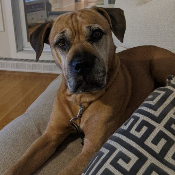 Enlarge Lady, a Adopted mixed breed in Vaudreuil-Dorion, QC image 1/12