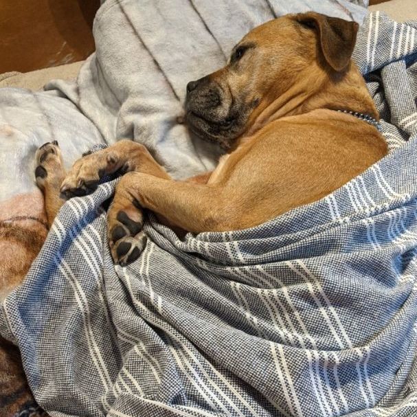 Enlarge Lady, a Adopted mixed breed in Vaudreuil-Dorion, QC image 2/12