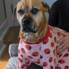 Enlarge Lady, a Adopted mixed breed in Vaudreuil-Dorion, QC image 5/12