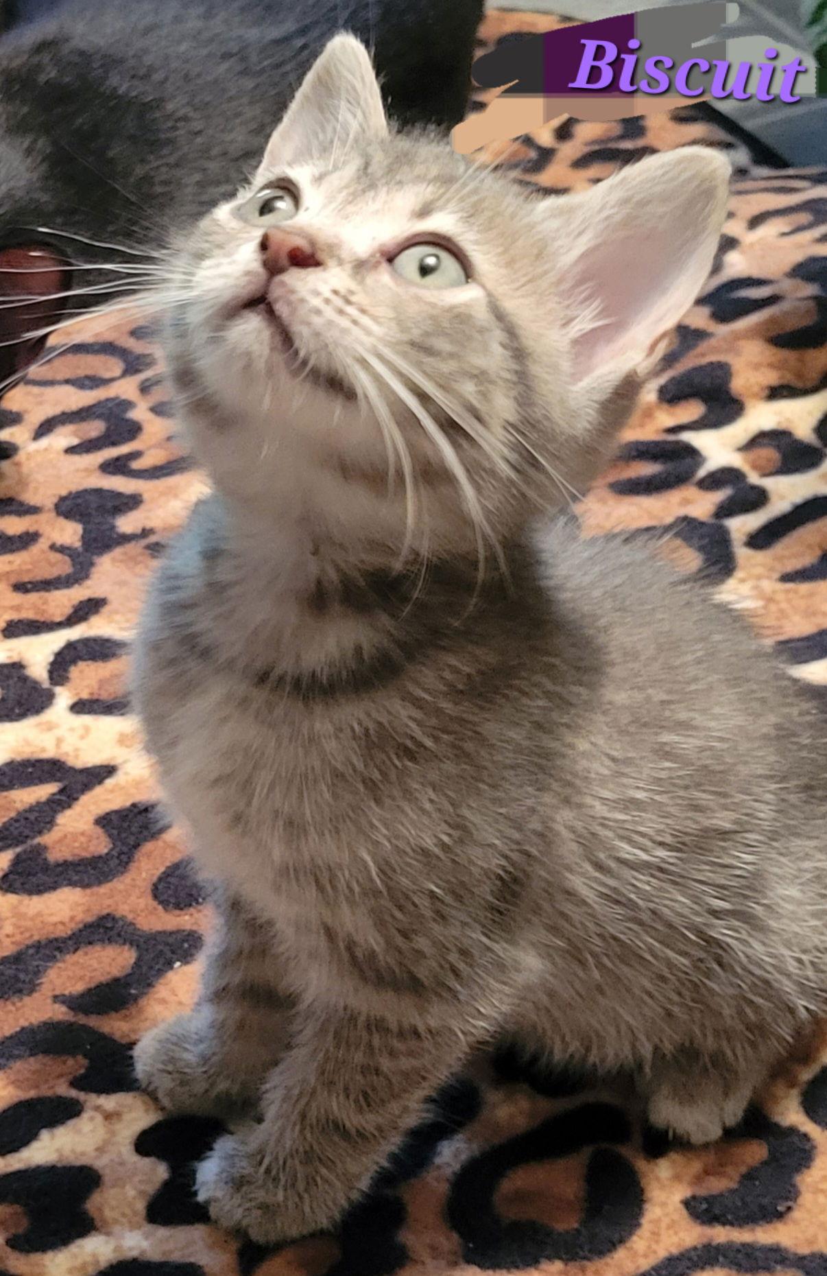 Enlarge Biscuit - CP, a Adopted Tabby in Locust Grove, GA image 1/3