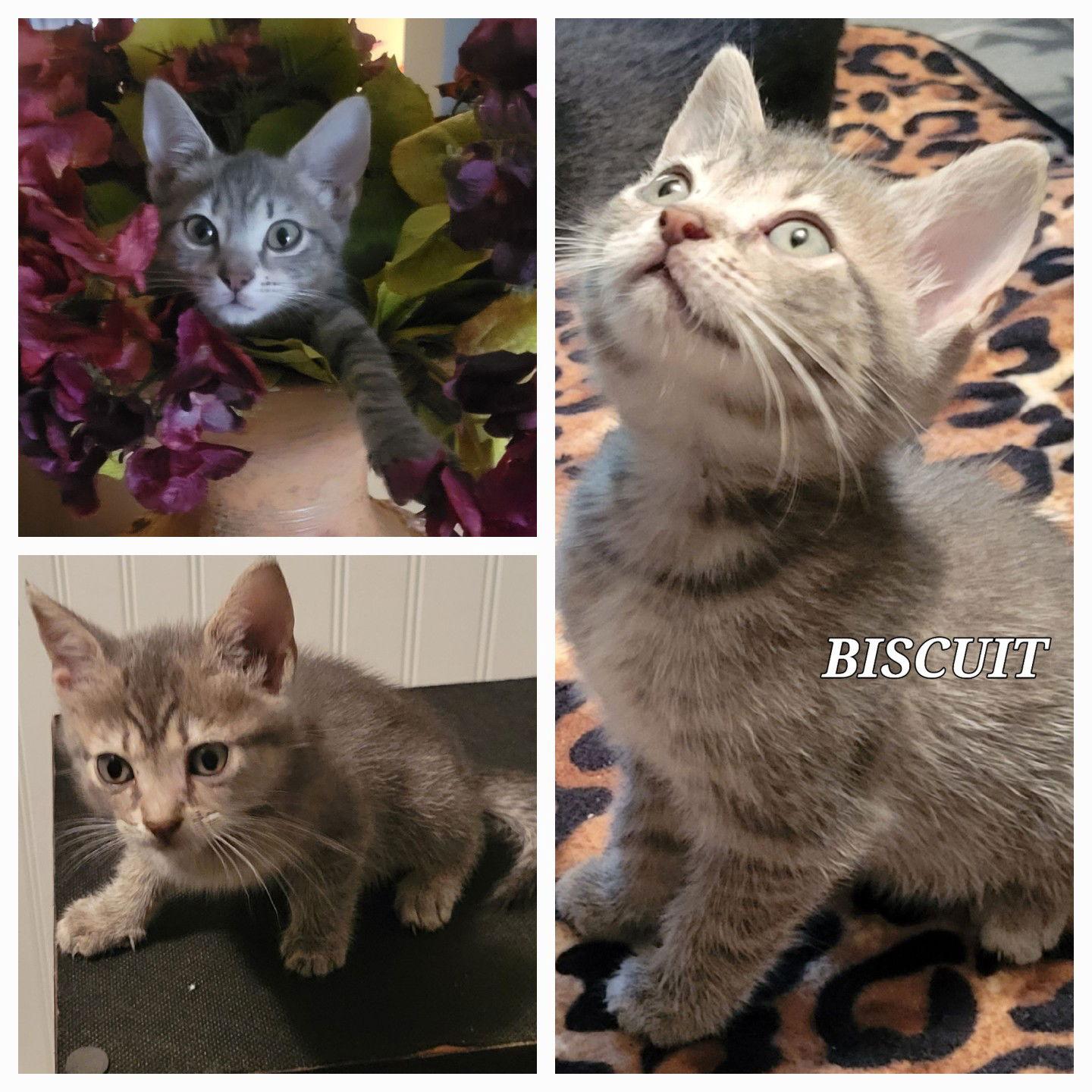 Enlarge Biscuit - CP, a Adopted Tabby in Locust Grove, GA image 2/3