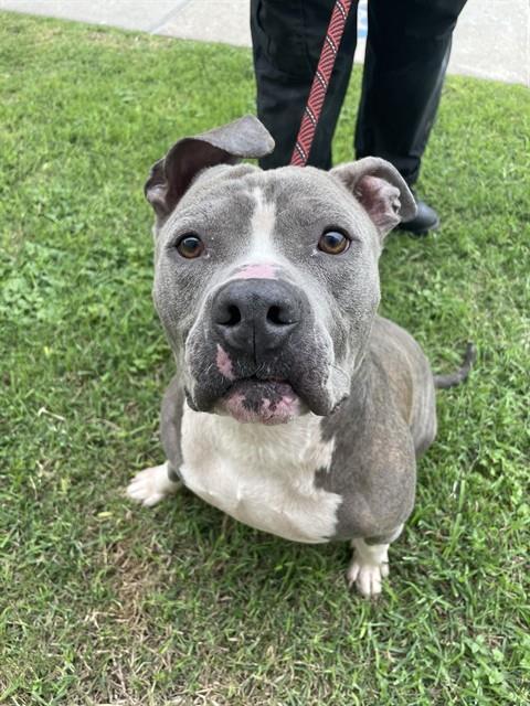Enlarge RHINO, a Adoptable Pit Bull Terrier in Corpus Christi, TX image 1/1