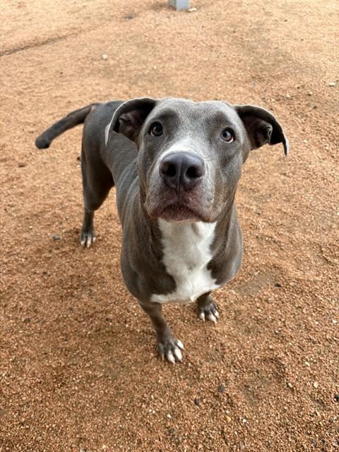 GEORGINA, Adoptable, Adult Female Pit Bull Terrier & Mixed Breed.