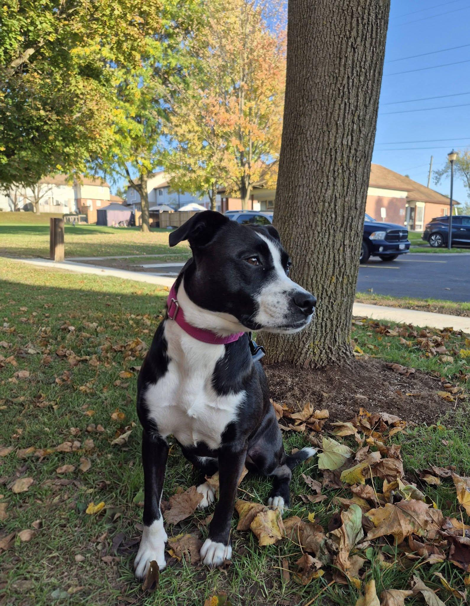 Enlarge Karli, a Adoptable Mixed Breed in Woodstock, ON image 4/4