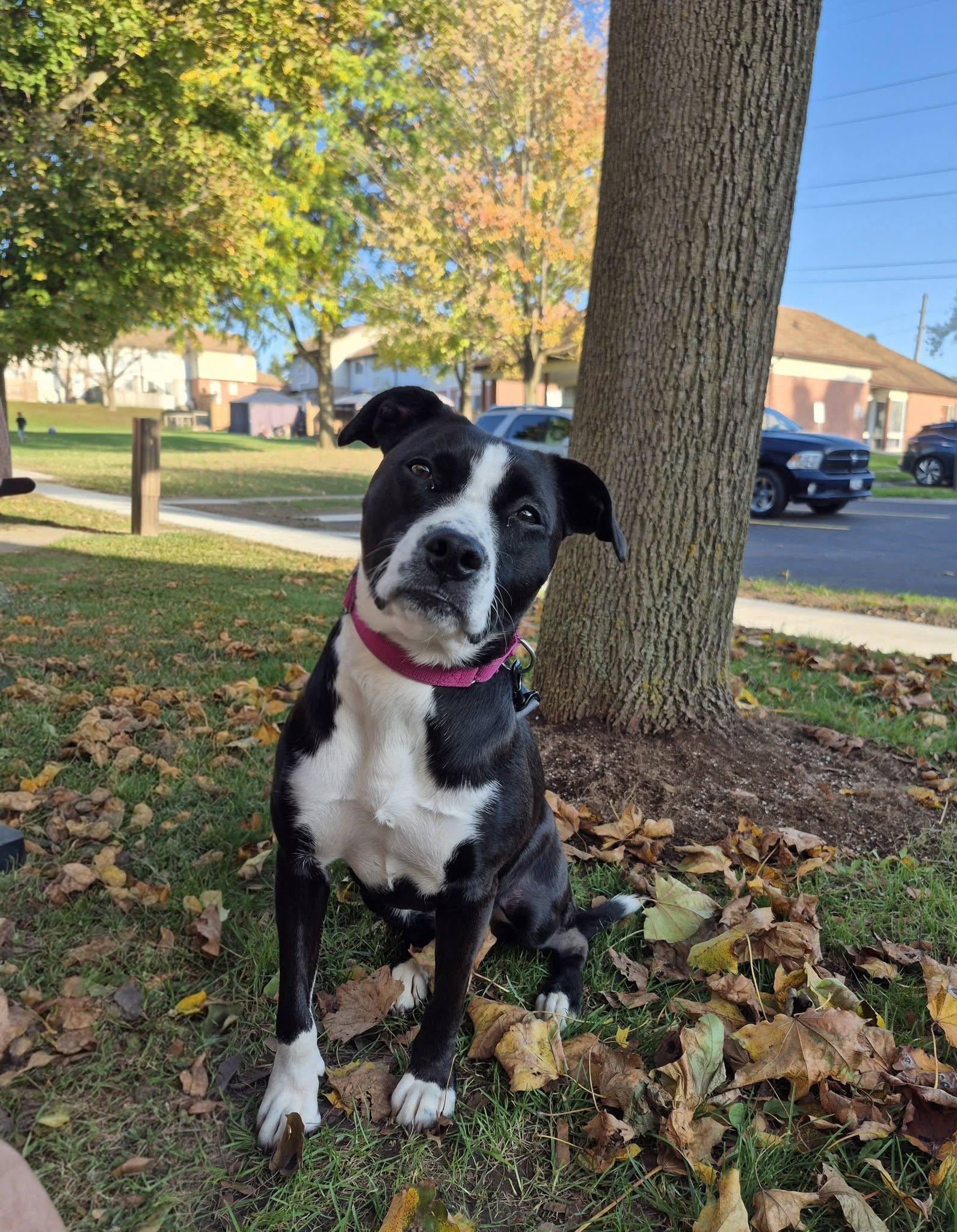 Enlarge Karli, a Adoptable Mixed Breed in Woodstock, ON image 1/4