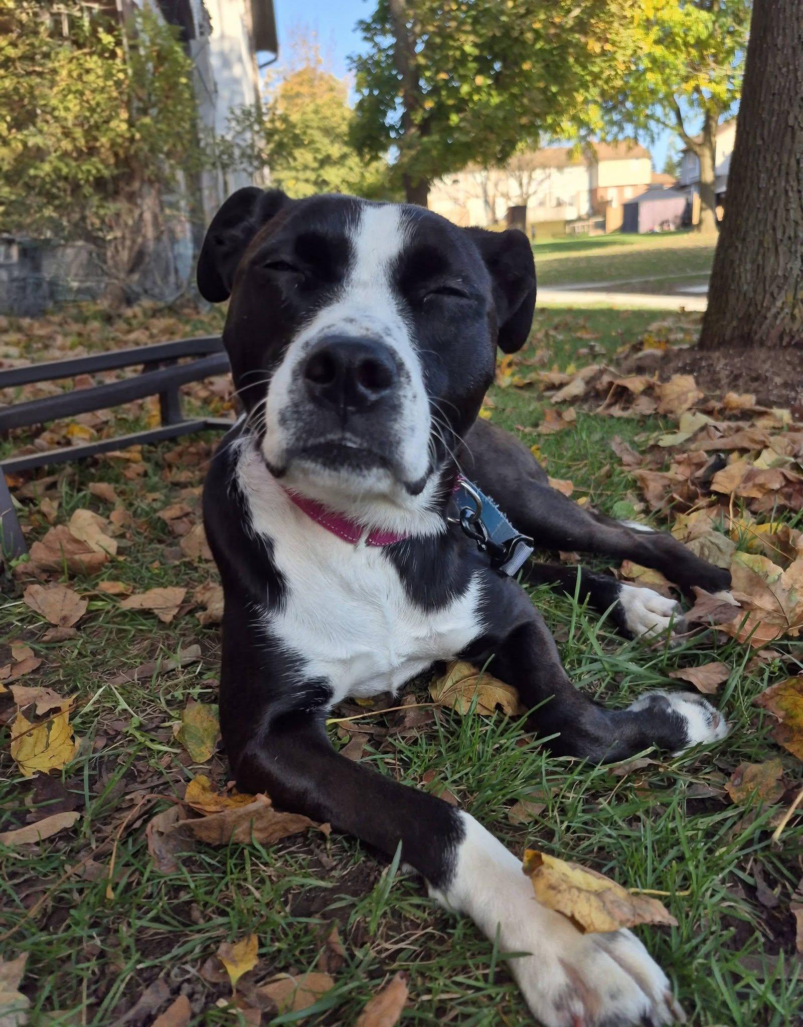 Enlarge Karli, a Adoptable Mixed Breed in Woodstock, ON image 2/4