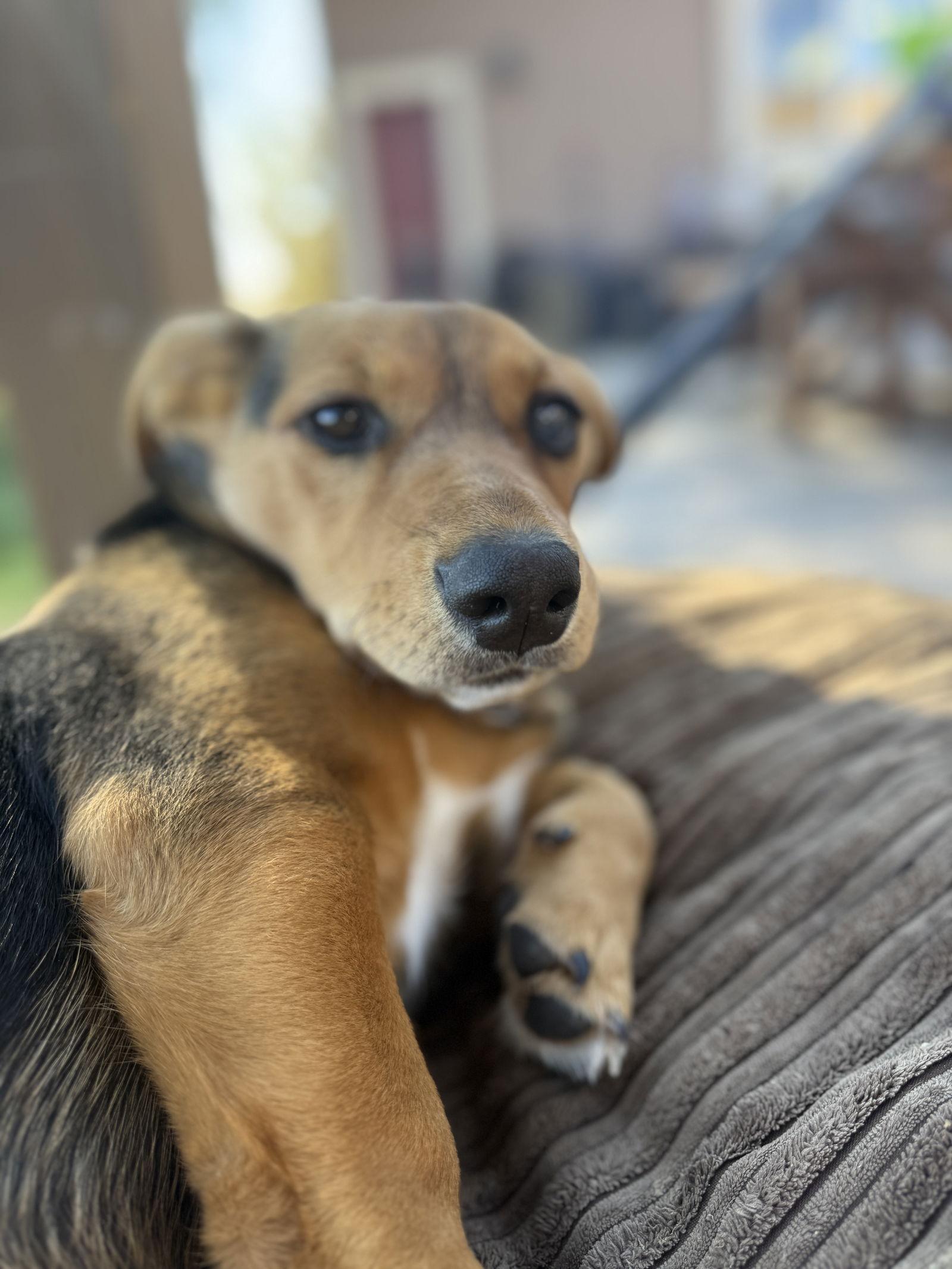 Bubbles, a Adoptable mixed breed in Sparks, NV image 2/3