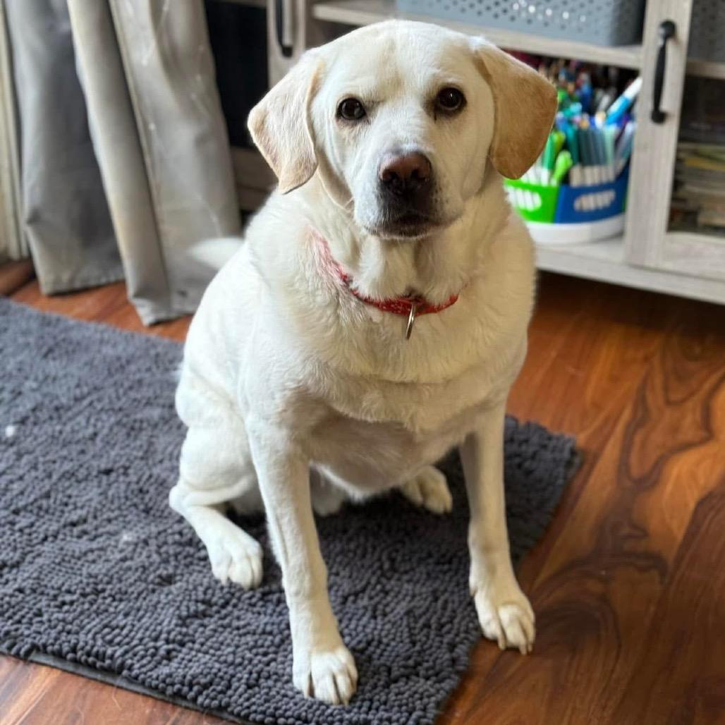 Francis, Adoptable, Senior Male Mixed Breed.