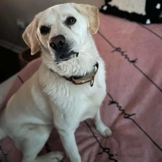 Enlarge Francis, a Adoptable Mixed Breed in Fredericksburg, VA image 2/6