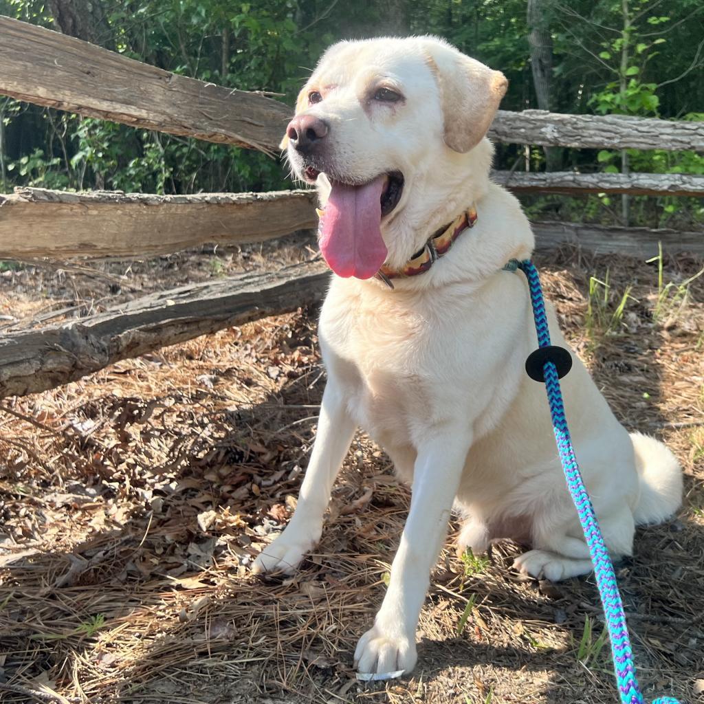 Francis, a Adoptable Mixed Breed in Fredericksburg, VA image 1/6