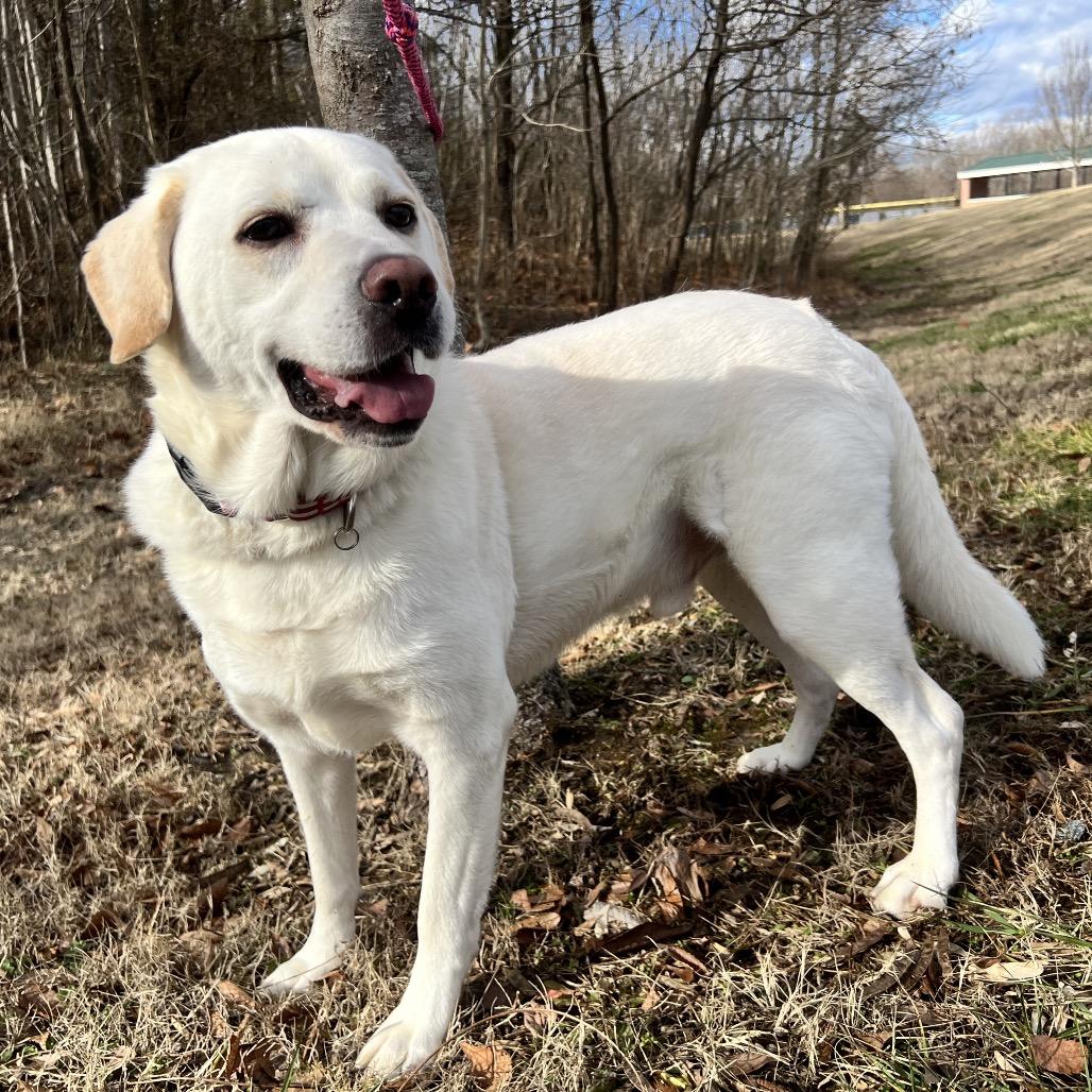 Francis, a Adoptable Mixed Breed in Fredericksburg, VA image 2/6