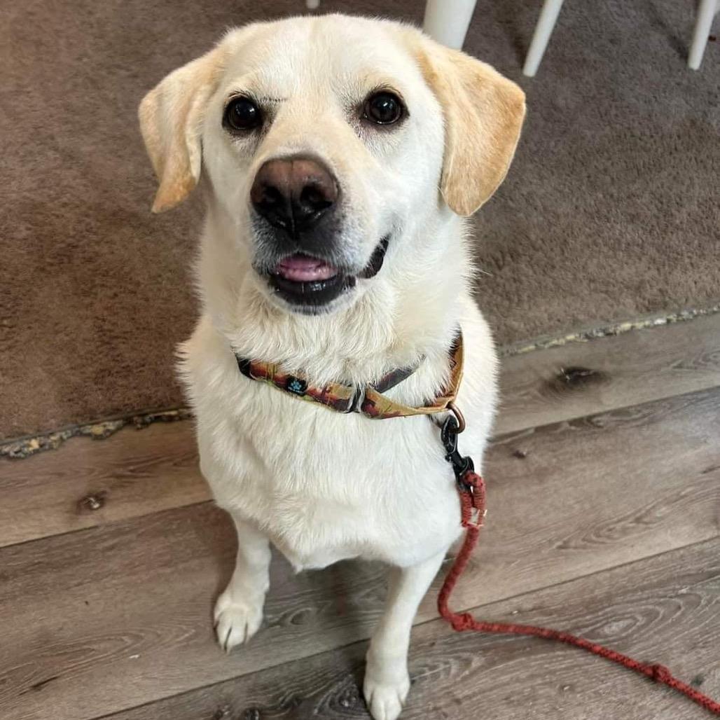 Enlarge Francis, a Adoptable Mixed Breed in Fredericksburg, VA image 4/6