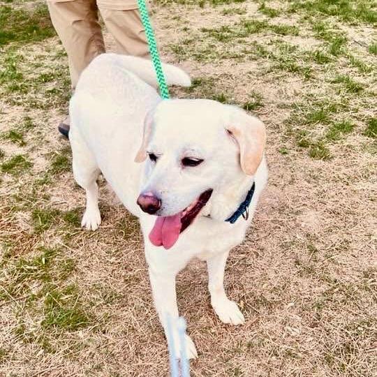Francis, a Adoptable Mixed Breed in Fredericksburg, VA image 3/6