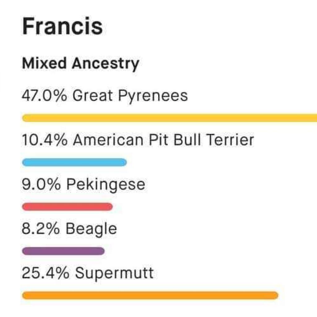 Francis, a Adoptable Mixed Breed in Fredericksburg, VA image 4/6