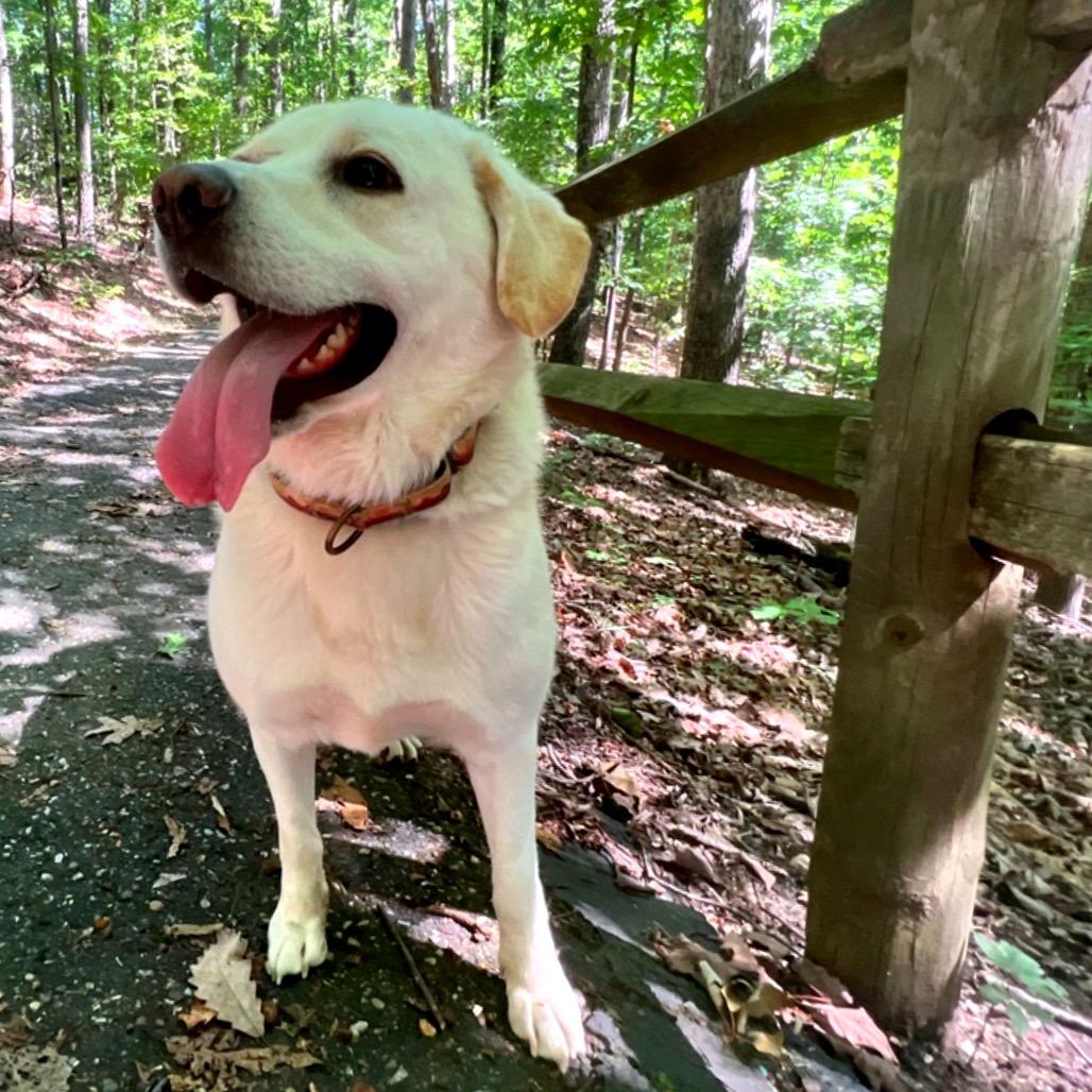 Francis, a Adoptable Mixed Breed in Fredericksburg, VA image 6/6