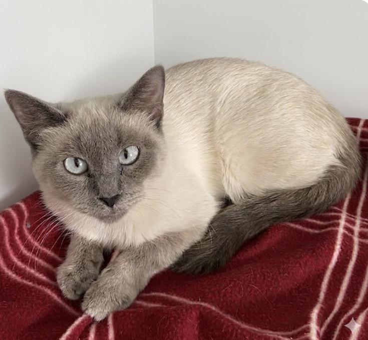 Ruby, ADOPTABLE, Young Female Siamese.