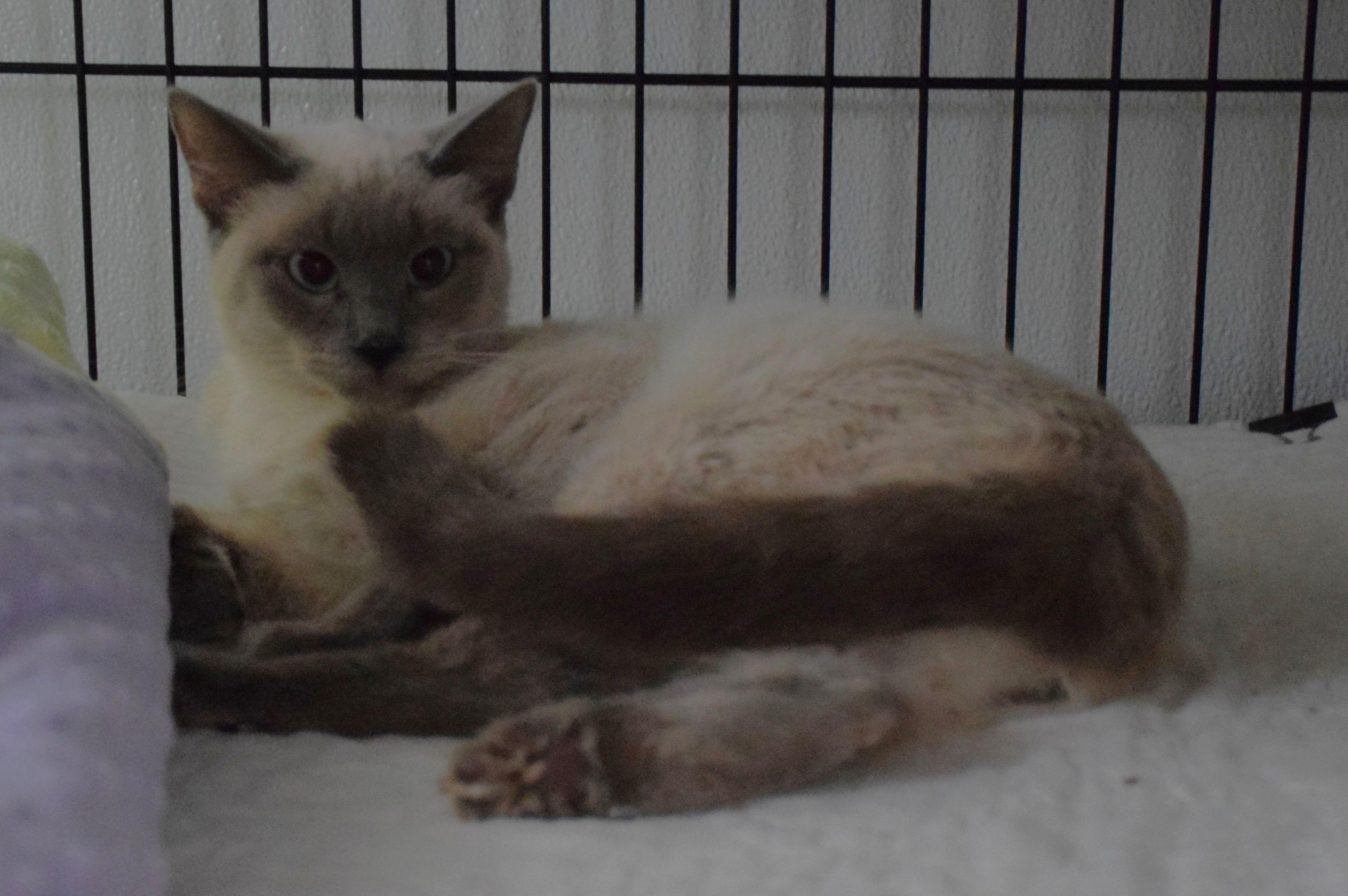 Ruby, ADOPTABLE, Young Female Siamese.