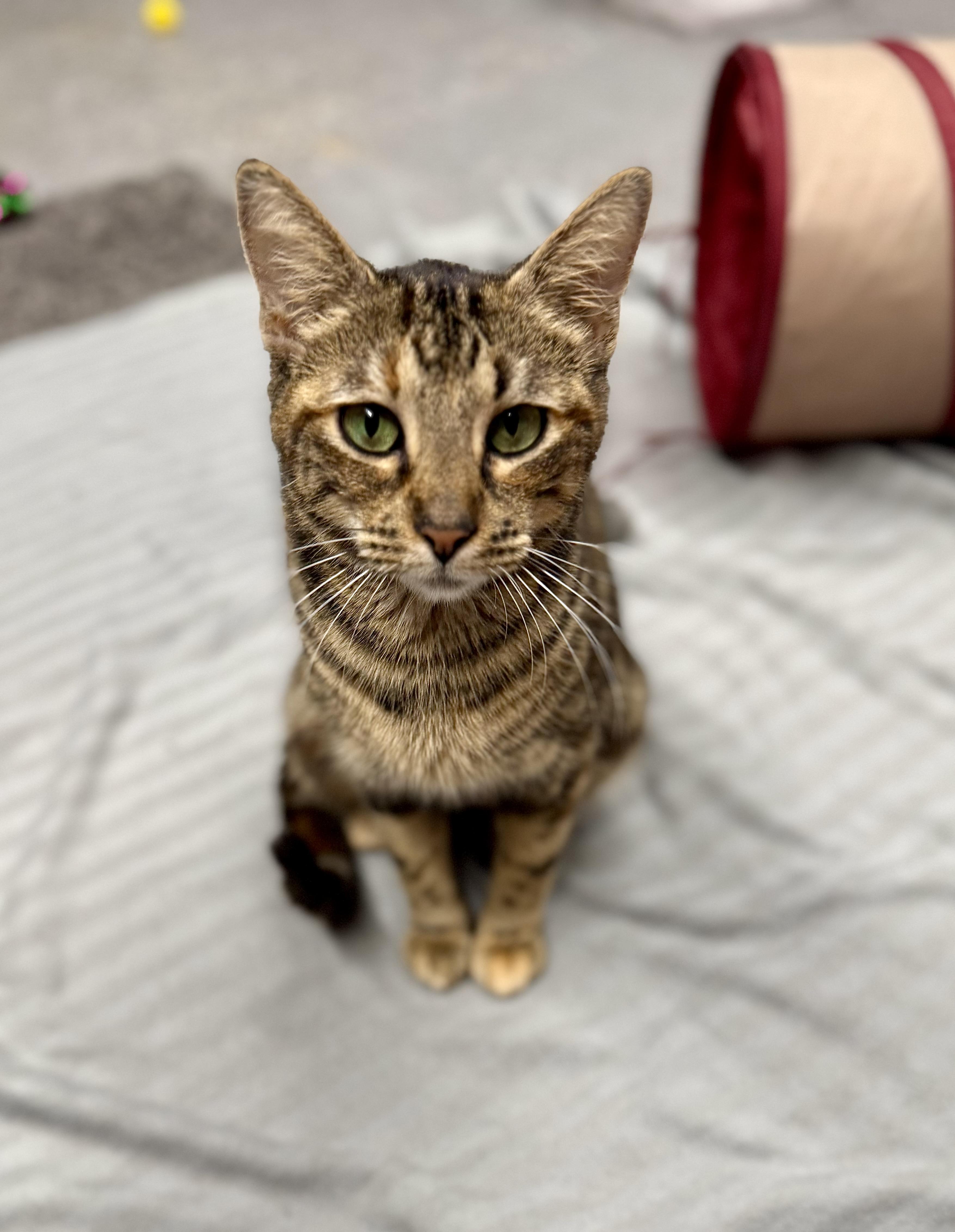 Rainbow, a Adoptable Domestic Short Hair in Poughkeepsie, NY image 2/6