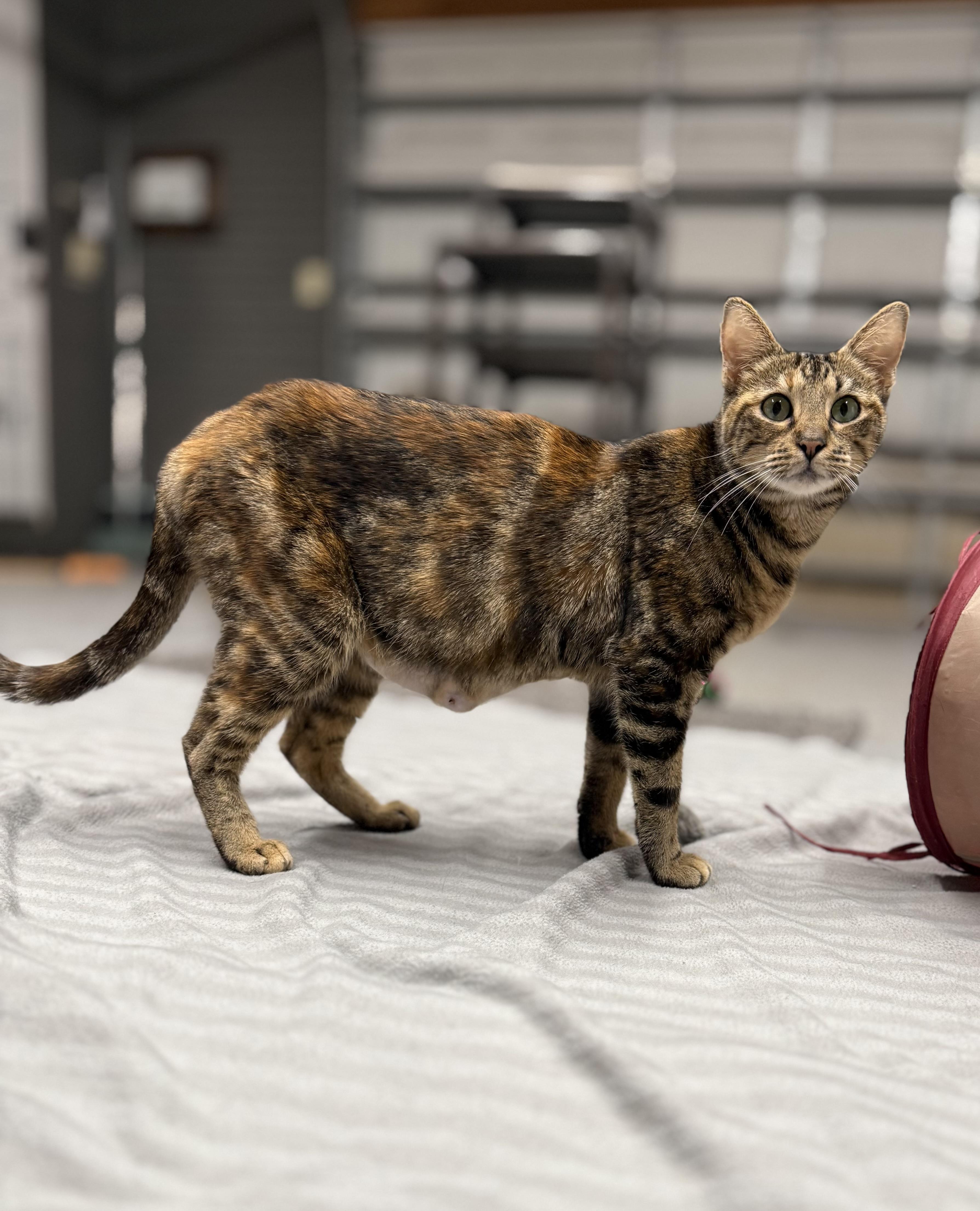 Rainbow, a Adoptable Domestic Short Hair in Poughkeepsie, NY image 3/6