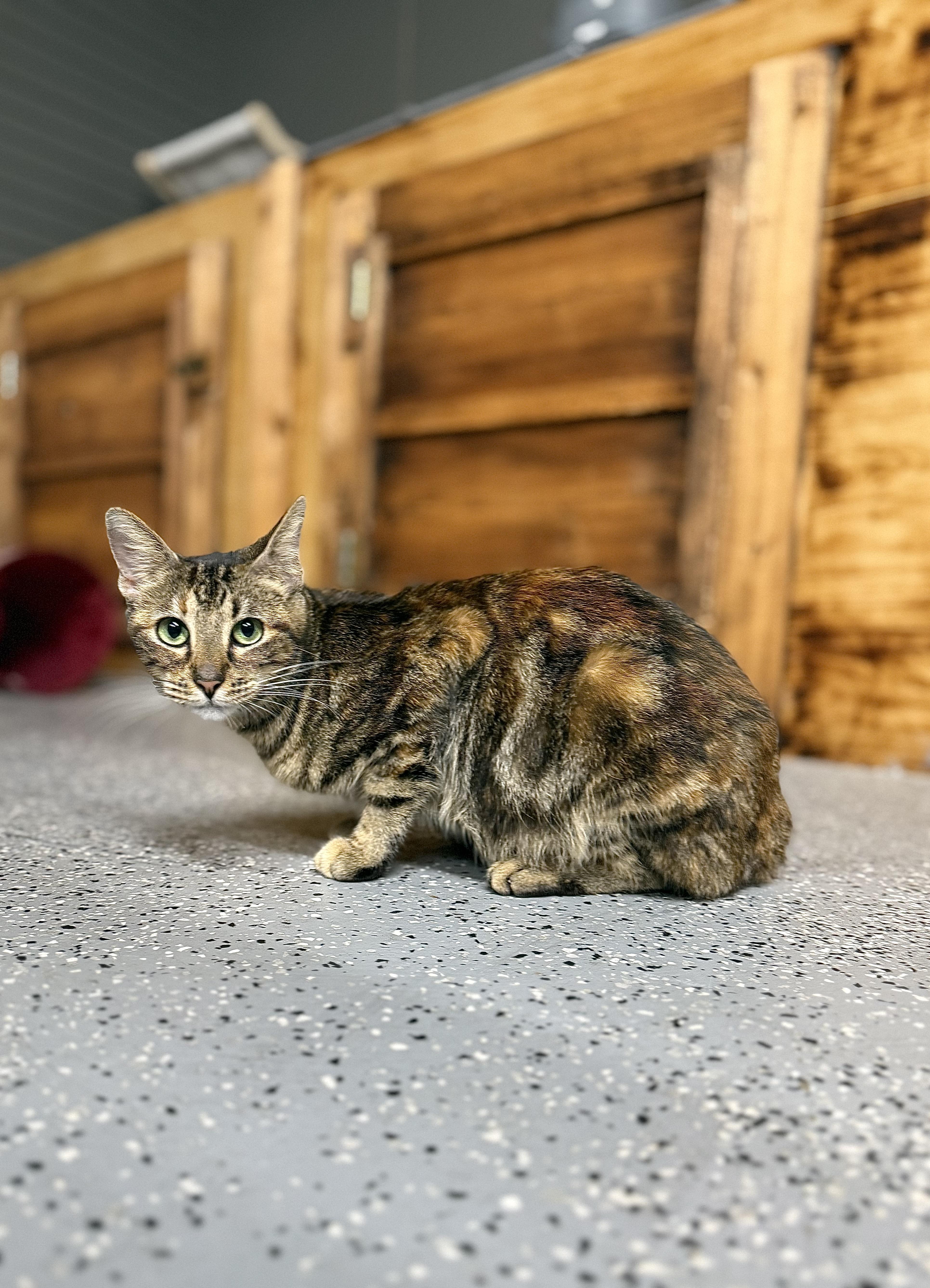 Rainbow, a Adoptable Domestic Short Hair in Poughkeepsie, NY image 1/6