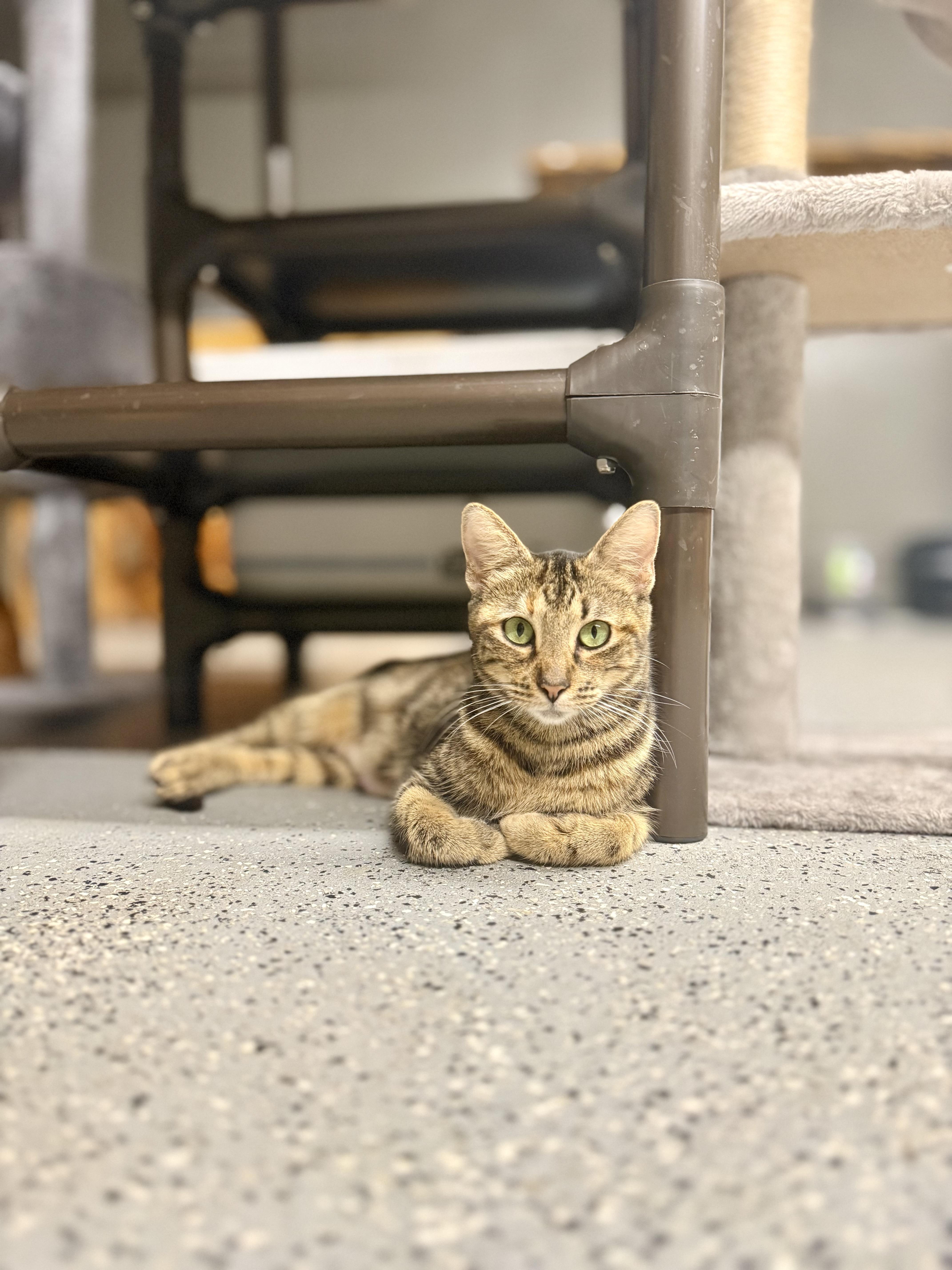 Rainbow, a Adoptable Domestic Short Hair in Poughkeepsie, NY image 4/6